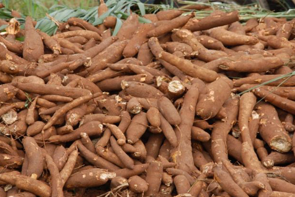 FARMER DIARY CASSAVA PROCESSING