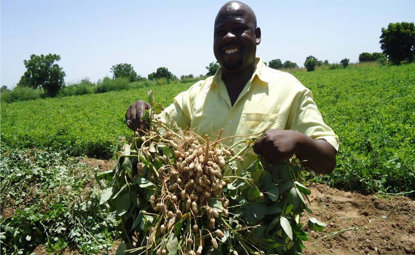 Dry season Groundnut seed Farm part 1 – watch video