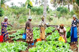 SMALL SCALE FARMERS NEED EXTENSION SERVICES – ACTION AID NIGERIA