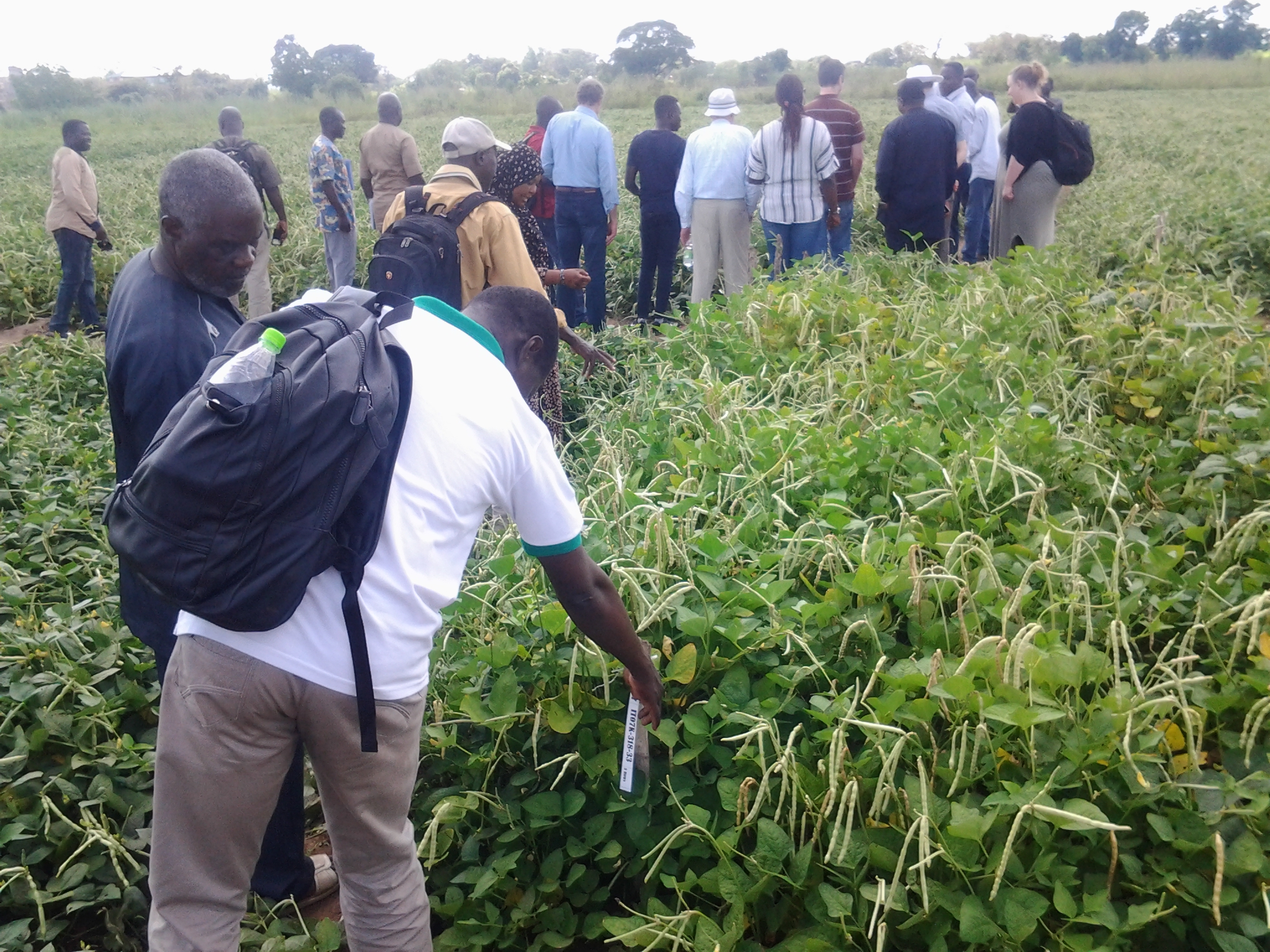 COWPEA NEW VARIETIES: BENUE FARMERS LAUD BUMPER HARVEST- watch video