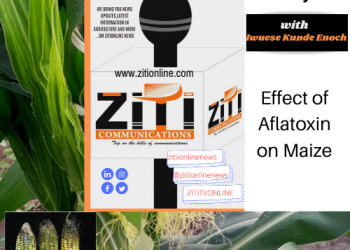 Farmers Diary : Effects of Aflatoxin on Maize – watch video