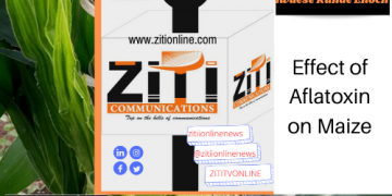 Farmers Diary : Effects of Aflatoxin on Maize – watch video