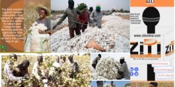 Issues on Ziti TV brings you Nigeria’s  First GMO Crop BT COTTON-watch video