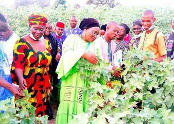 Boosting Nigeria’s food production capacity with biotechnology, genomics