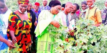 Boosting Nigeria’s food production capacity with biotechnology, genomics
