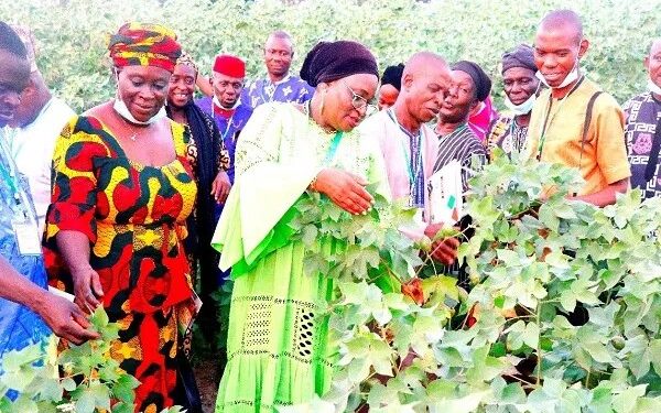 Boosting Nigeria’s food production capacity with biotechnology, genomics