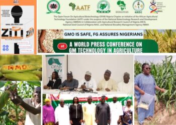 GMOs Are SAFE, FG Assures Nigerians as Farmers Hail TELA MAIZE Yield