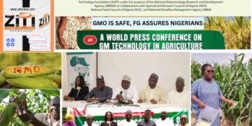 GMOs Are SAFE, FG Assures Nigerians as Farmers Hail TELA MAIZE Yield