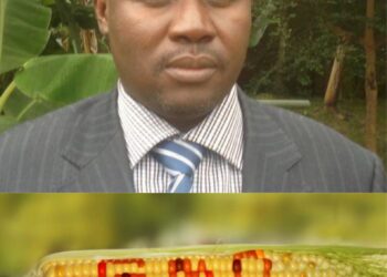 GMO: Farmers now have choice to produce high yield, make more money-Don