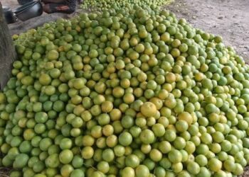 KEEP BENUE ORANGES AT HOME, BIPC TELLS FARMERS