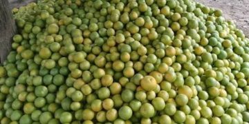 KEEP BENUE ORANGES AT HOME, BIPC TELLS FARMERS
