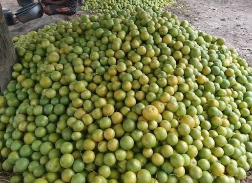 KEEP BENUE ORANGES AT HOME, BIPC TELLS FARMERS